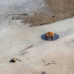 Yellowstone (Wyoming)