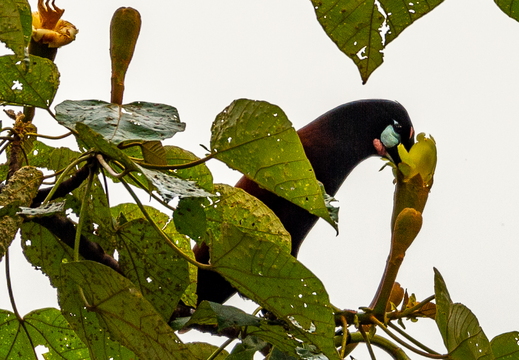 Costa Rica