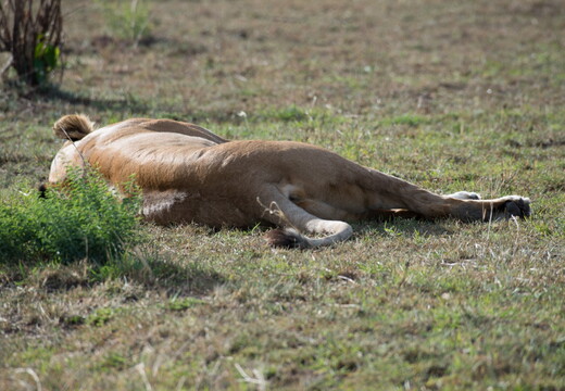 kenya-1022 (Grande)