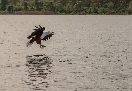 kenya-1189 (Grande)