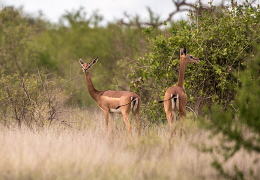 kenya-1447 (Grande)